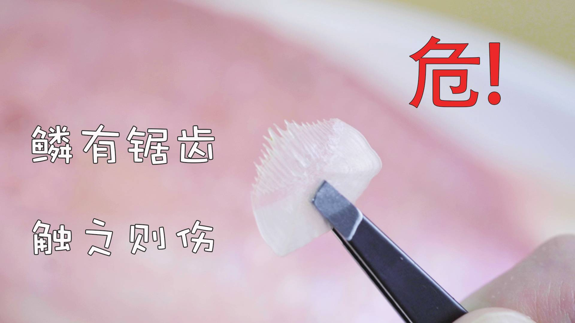 自带反伤甲!鳞片长锯齿的鱼中坦克—将军甲